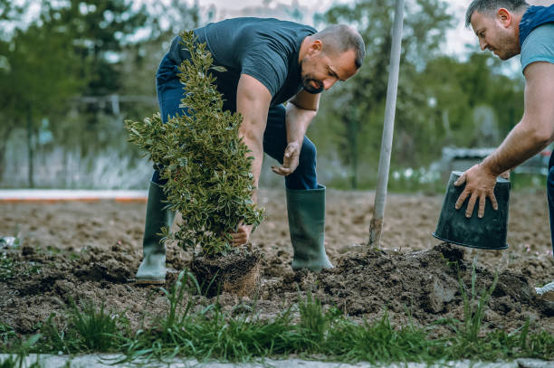 How Our Tree Care Process Works  in  Highfill, AR